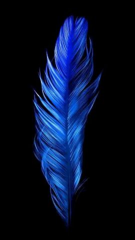 Feather