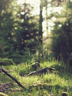 wp Forestwallpaper 42679