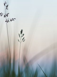 wp Agoodpartofmypicturesareaboutshallowdepth
