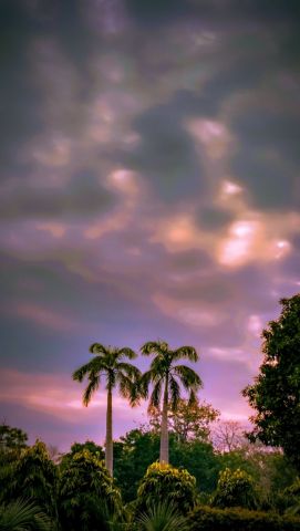 palmtrees