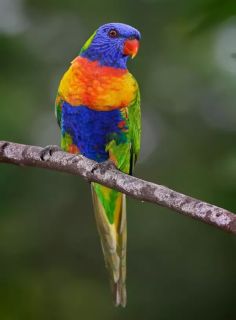 A beautif
