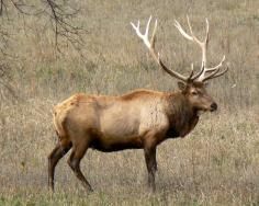 Antelope