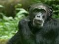 CHIMP
