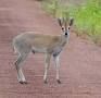 DUIKER