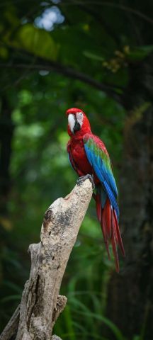 Parrot