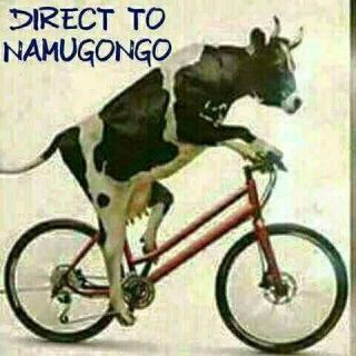 Cow the rider