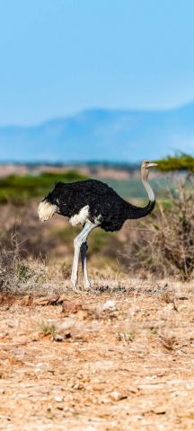 Ostrich