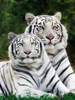 white tigers 342886
