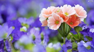 Beautiful Flower Pictures And Wallpaper