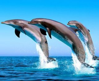 three little dolphins