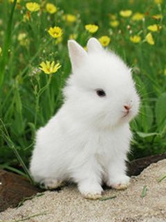 cute