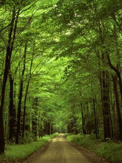 nature d5