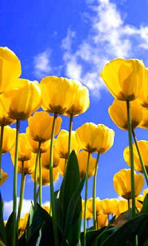 Yellow_tulip.jpg
