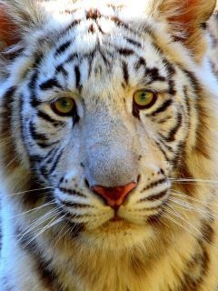 White Tiger