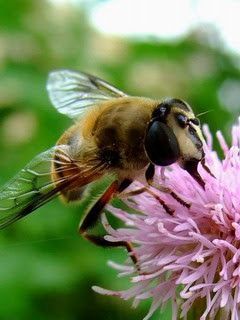 Bee