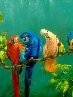 Parrots