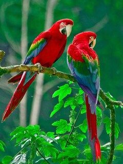 Parrots