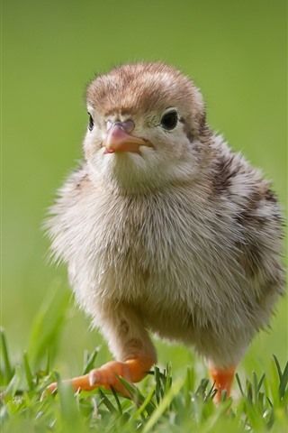 Chick