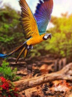 Colourful Parrot