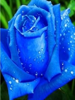 blue rose