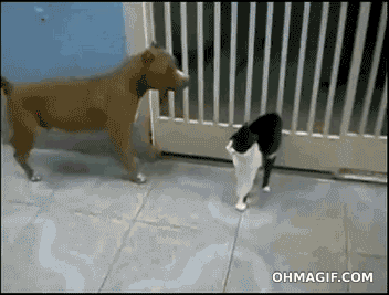 Cat VS Dog..