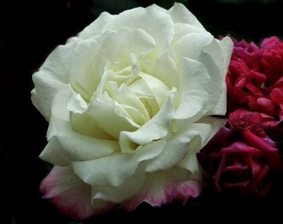 beautiful flowers