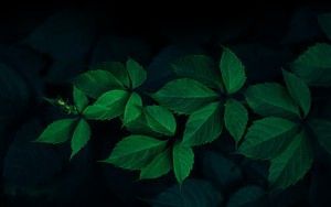 green lea