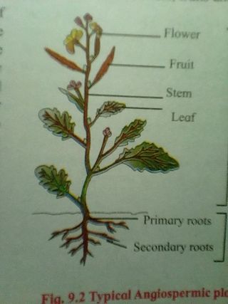 angiospermic plant