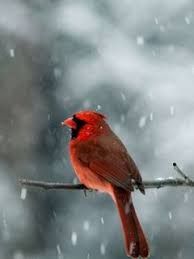 Red Quill On Tree Branch