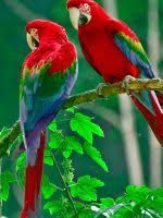 Two Parrots On Tree Branch