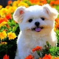 White Cute Cub In Garden