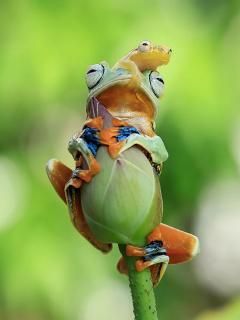 frog phot