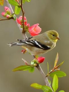 17 178482 birds and flowers bird wallpaper flower beautiful 