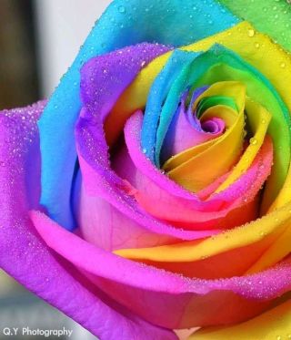 Rose