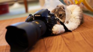 Camera Cat