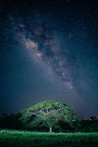 tree