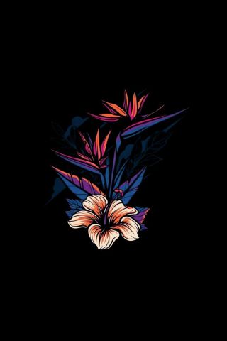 Black Wp