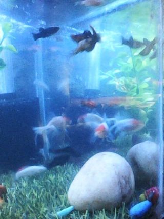 FISHES