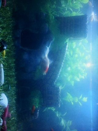 My fish tank house