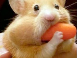 Cute... Cute... Cute.....