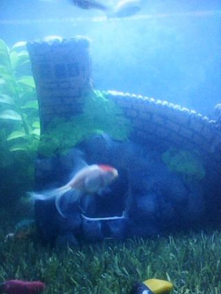 MY REDCAPGOLD FISH
