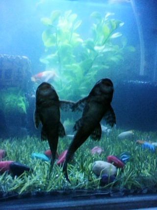 TWIN CROCODILE FISHES