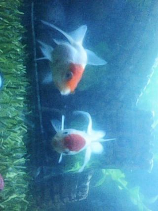 My Redcapgold fishes