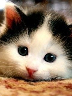 cutie o4i