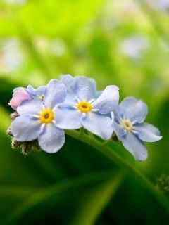 skyblue f