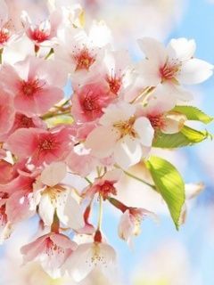 cherry bl