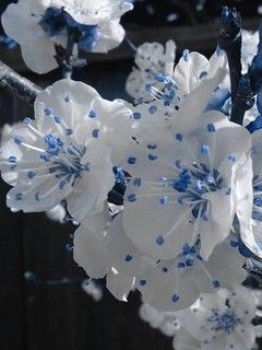 white flower