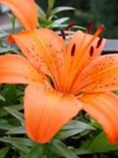 orange flower5