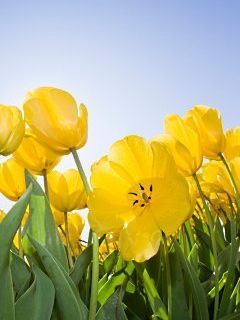 yellowflow RP8r8k7k