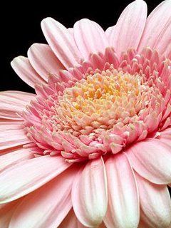 pink flow